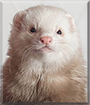 Shrek the Pastel Ferret