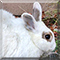 Dora the Checkered Giant Rabbit mix