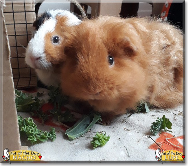 Nacho and Lupe the Guinea Pigs, the Pet of the Day