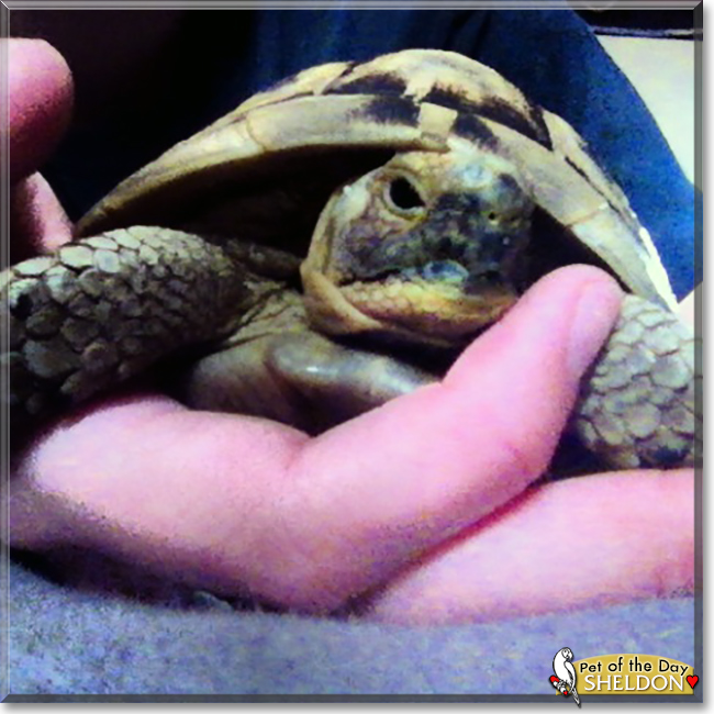 Sheldon the Russian Tortoise, the Pet of the Day
