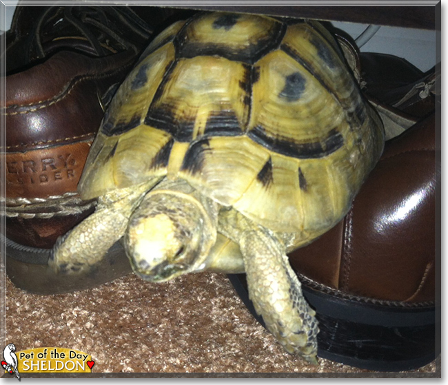 Sheldon the Russian Tortoise, the Pet of the Day