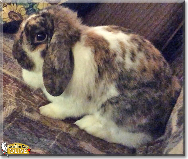 Olive the Holland Lop mix Rabbit, the Pet of the Day