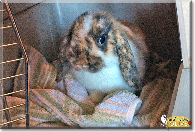Olive the Holland Lop mix Rabbit, the Pet of the Day