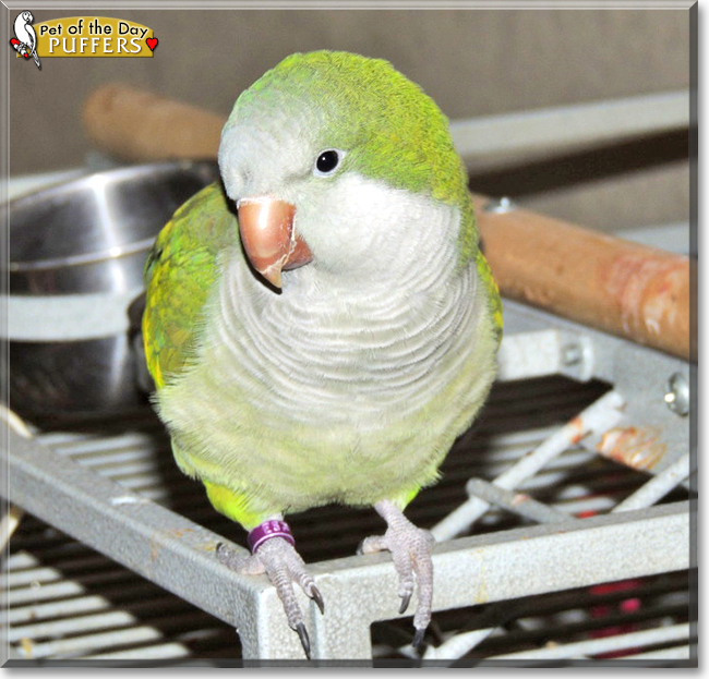 Puffers the Quaker Parrot, the Pet of the Day