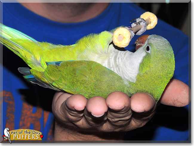 Puffers the Quaker Parrot, the Pet of the Day