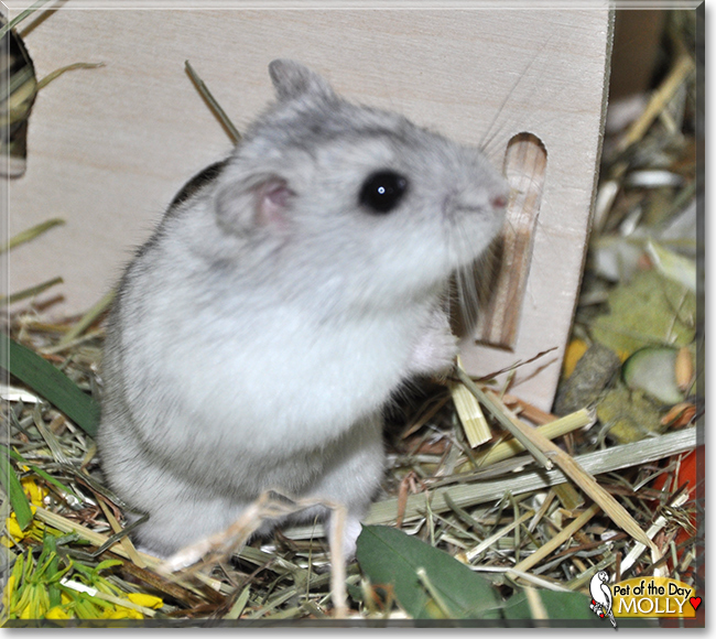 Molly the Dwarf Hamster, the Pet of the Day