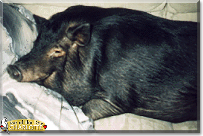 Charlotte the Potbelly Pig, the Pet of the Day