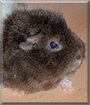 Schäfchen the Rex Guinea Pig