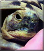 Sheldon the Russian Tortoise