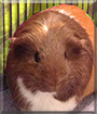 Snickers the Guinea Pig