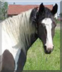 Sharmain the Paint Horse