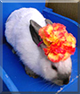 Trooper the Netherland Dwarf, Mini Rex mix Rabbit