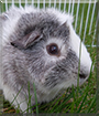 Loki the Guinea Pig