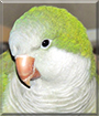 Puffers the Quaker Parrot
