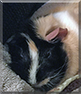 Bianca the Abyssinian Guinea Pig