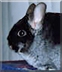 Sir Chi Chi the Chinchilla