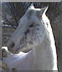 Tao the Arabian/Quarter Horse cross