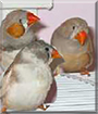 Peaches, Cream Cheese, and Biscuit the Zebra Finches