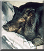 Charlotte the Potbelly Pig