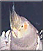 Polly the Cockatiel