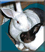 Hailey and Rafiki the Dutch mix Rabbits