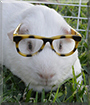 Olaf the Guinea Pig