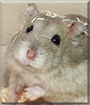 Kit the Dwarf Hamster
