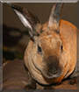 Snickers the Mini Rex Rabbit