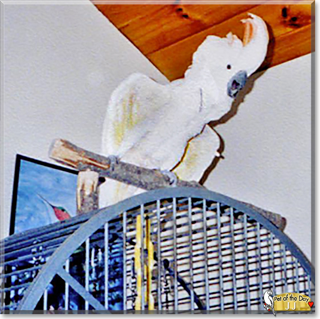 JJ the Mollucan Cockatoo, the Pet of the Day