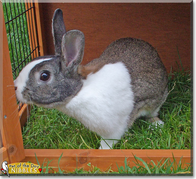 Nibbles the Dutch Rabbit, the Pet of the Day