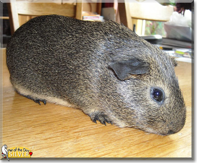 Silver the Agouti Guinea Pig, the Pet of the Day