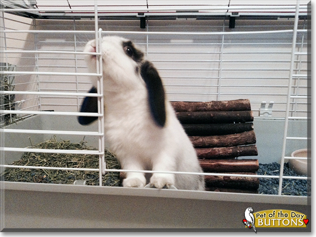 Buttons the Dwarf Lop Rabbit, the Pet of the Day
