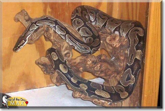 Max the Ball Python, the Pet of the Day