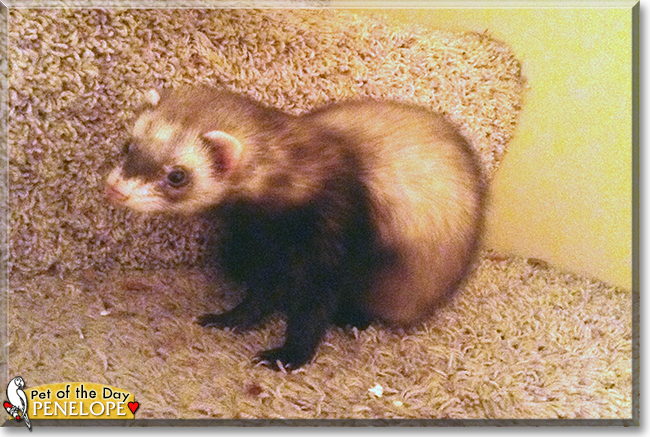 Penelope the Ferret, the Pet of the Day