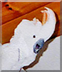 JJ the Mollucan Cockatoo