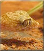 Maja the Thinfinger Gecko