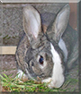 Nibbles the Dutch Rabbit