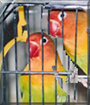 L and May the Fischer's Lovebirds