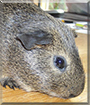 Silver the Agouti Guinea Pig