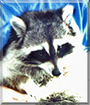 Chubietta the Raccoon