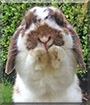 Milo the Mini Lop Rabbit