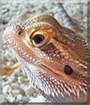 Loki the Bearded Dragon