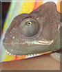Timmy the Veiled Chameleon