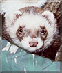 Beau Bear the Ferret