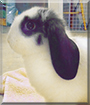 Buttons the Dwarf Lop Rabbit