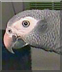 Charlie the Timneh African Gray