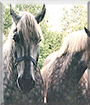 Sam the Percheron