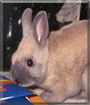 Oliver the Netherland Dwarf Rabbit