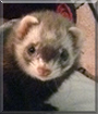 Penelope the Ferret