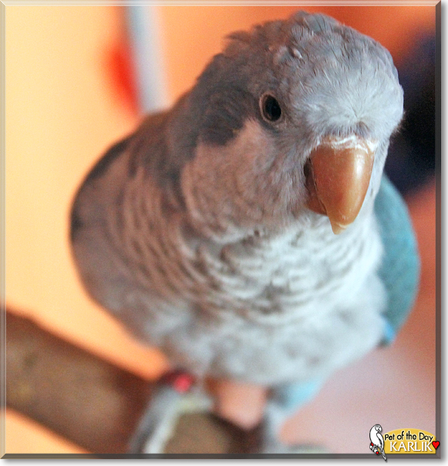 Karlik the Quaker Parrot, the Pet of the Day